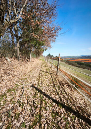PODERE TRA LUPAZZANO E I SUGGESTIVI SENTIERI MATILDICI