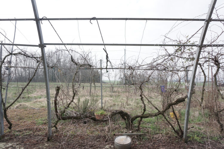 IL RUSTICO CHE TUTTI CERCANO: INDIPENDENZA, VERDE PRIVATO E LIBERTÀ DI PROGETTO